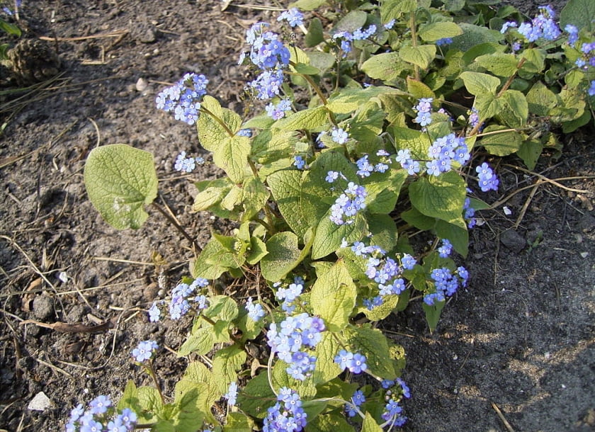 Encyklopedia roślin: Brunnera macrophhylla