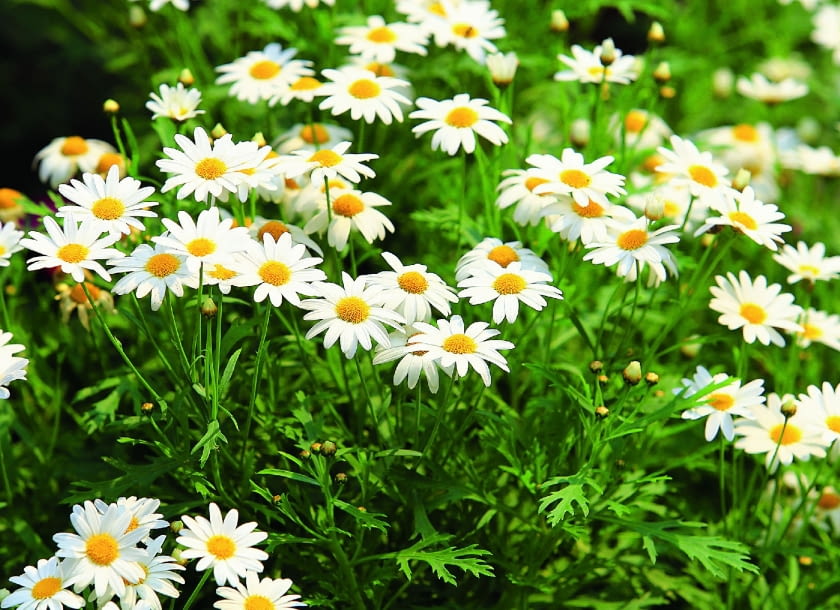 ZŁOCIEŃ KRZEWIASTY ZŁOCIEŃ KRZEWIASTY