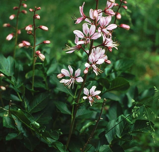 Encyklopedia roślin: Dictamnus albus