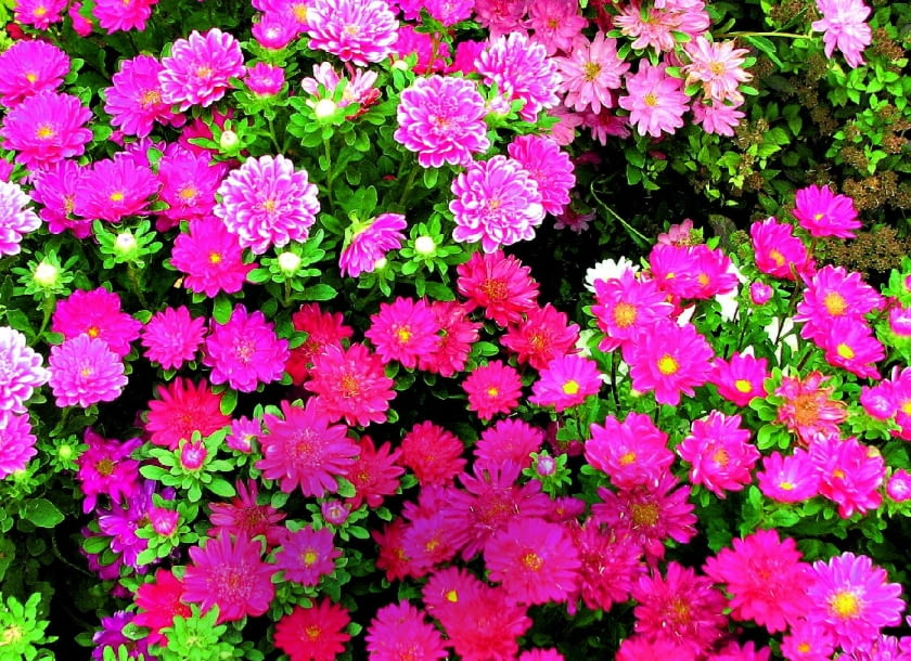 Seria Serenade ma koszyczki o średnicy 3 cm i wysokość 75 cm. Służy jako "wypełniacz" bukietów.