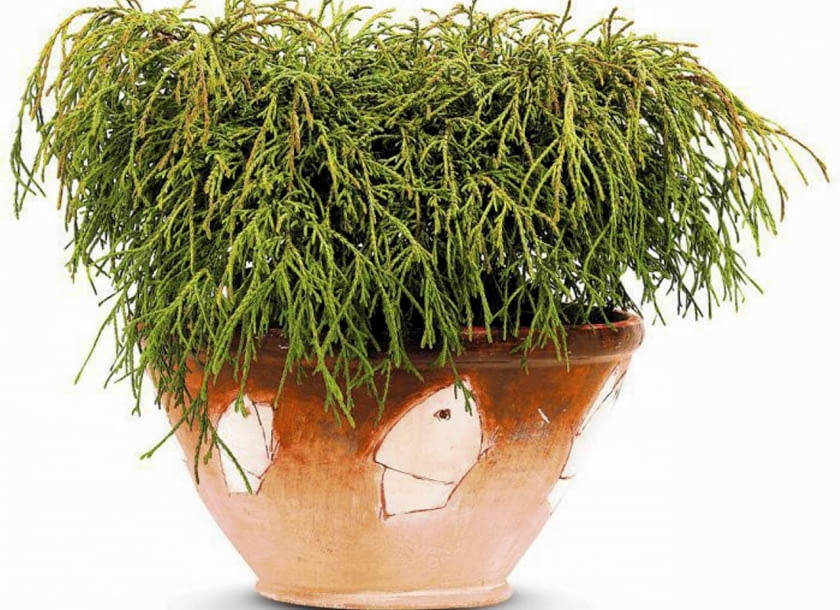 04.10.2004 DRZEWKO CHAMAECYPEN'S PISIFENA FILIFERA NANA STYLIZACJA MONIKA LUCZKO FOT. WALDEMAR KOMPALA / AGENCJA GAZETA SLOWA KLUCZOWE: DRZEWA ROSLINY