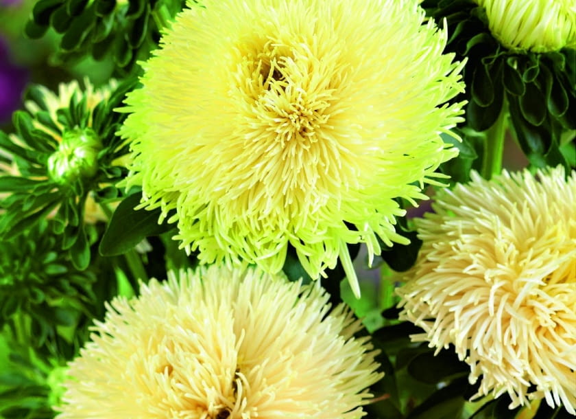 Odmiana igiełkowa 'Pavlova Yellow'