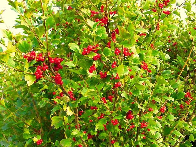 Porzeczka alpejska (Ribes alpinum) rośnie dość wolno, osiąga wysokość 1,5 m i ładnie się zagęszcza. Wiosną obficie kwitnie niepozornymi jasnozielonymi kwiatostanami. Wydaje też nieliczne czerwone owoce (jadalne, ale niesmaczne). Ma skromne wymagania, jest odporna na mróz, suszę i może rosnąć nawet w cieniu. Doskonale znosi cięcie i świetnie nadaje się na strzyżone żywopłoty OLYMPUS DIGITAL CAMERA