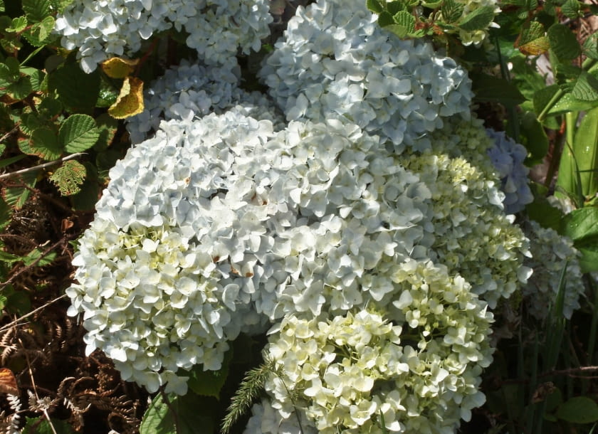 Hortensja piłkowana