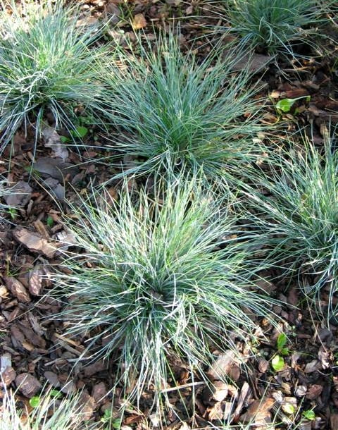 Kostrzewa ametystowa (Festuca ametissima) Ta trawa z fryzurą 'na jeża' przez cały rok zachwyca niebieskawym kolorem liści. Tworzy kępki o wysokości 20-25 cm. Lubi słoneczne miejsca.