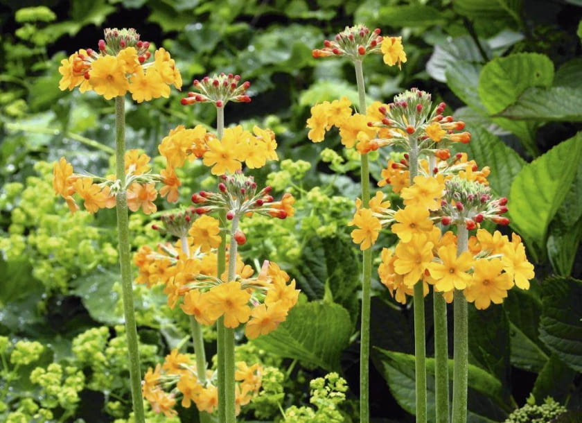 PIERWIOSNEK BULLEYA kwitnie pomarańczowo w maju i czerwcu osiągając 20-30 cm wysokości.