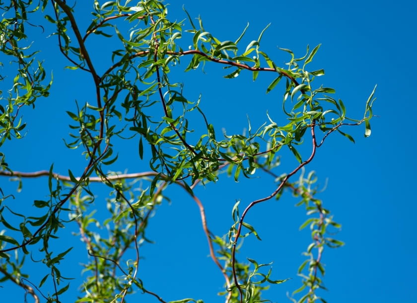 wierzba mandżurska wierzba mandżurska