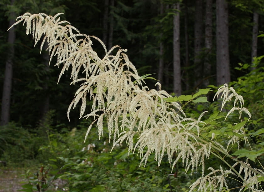 Encyklopedia roślin: Aruncus dioicus