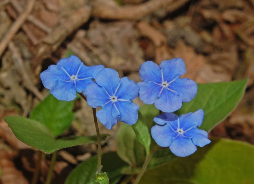 Encyklopedia roślin: Omphalodes verna