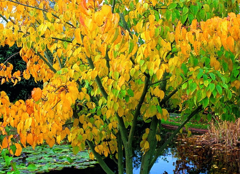 Acer pensylvanicum