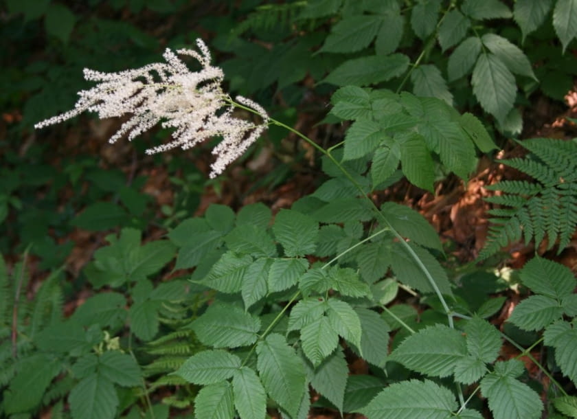 Encyklopedia roślin: Aruncus dioicus