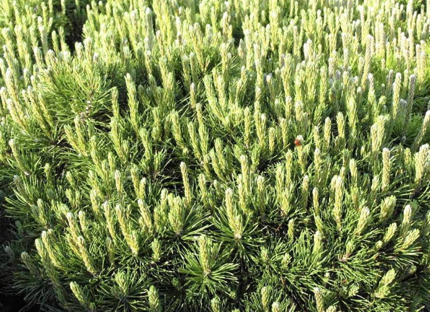 Encyklopedia roślin: Sosna gorska  Pinus mugo