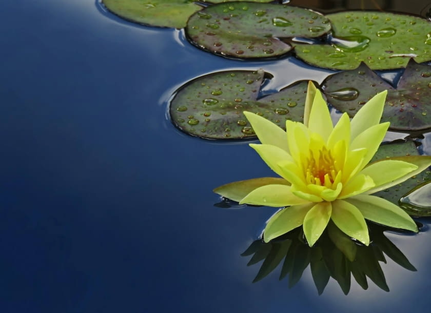 grążel żółty grążel żółty