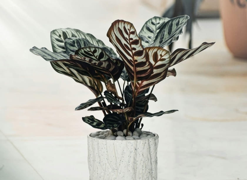 Calathea makoyana Calathea makoyana