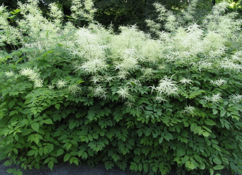 Encyklopedia roślin: Parzydlo lesne  Aruncus dioicus
