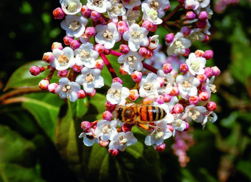 Kwiaty Kalin są skarbnicą pokarmu dla pierwszych przebudzonych po zimie pszczół.