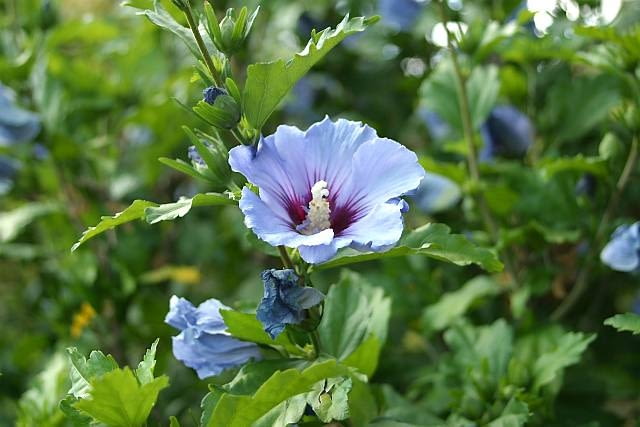 15.07.2003 PRAGA OGROD BOTANICZNY W TROI TROJA KRZEWY LISCIASTE KETMIA SYRYJSKA SLAZOWIEC HIBISCUS SYRIACUS KWIATY ODMIANY