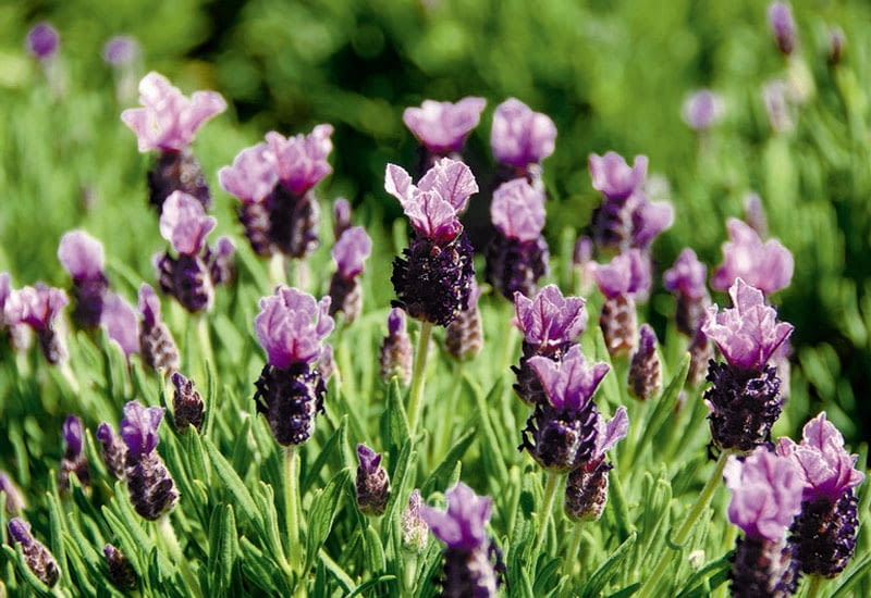 Encyklopedia roślin: Lawenda francuska Provencal Antibes