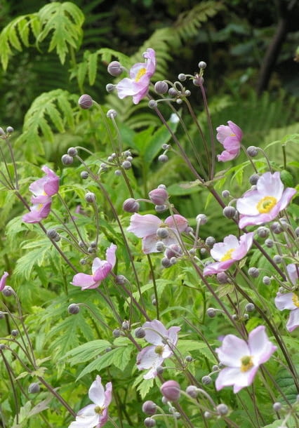 Rośliny do cienia. Zawilec mieszańcowy to spora, ale delikatna bylina późno kwitnąca