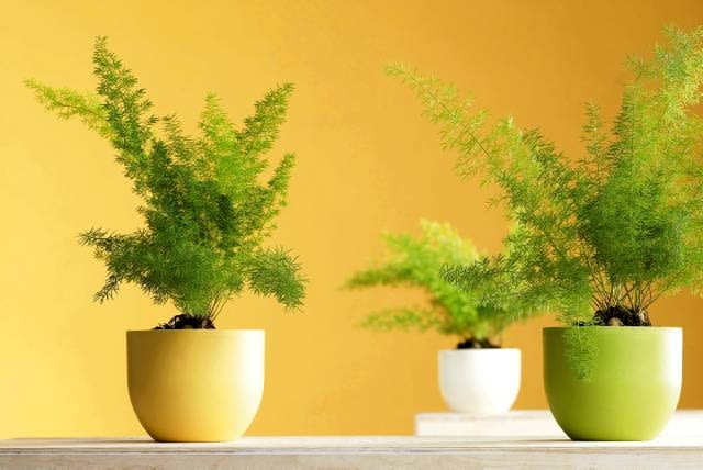 08.02.2006 SESJA DLA KWIETNIK ROSLINA DONICZKOWA ROSLINY DONICZKOWE ASPARAGUS ASPARAGUSY ASPARAGUS GESTOKWIATOWY MAYERS FOT. LUKASZ ZANDECKI / AGENCJA GAZETA PUBLIKACJA KWIETNIK NR 4 (136) - 4.2006