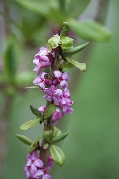 Encyklopedia roślin: Wawrzynek wilczelyko  Daphne mezereum