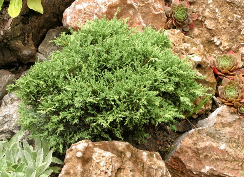 Encyklopedia roślin: Jalowiec chinski  Juniperus chinensis   Echiniform