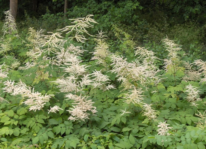 Encyklopedia roślin: Aruncus dioicus