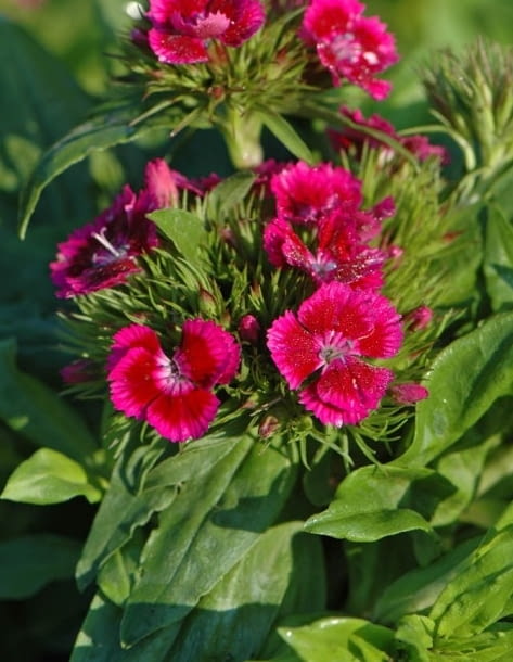 Encyklopedia roślin: Gozdzik brodaty  Barbarini purple bicolour