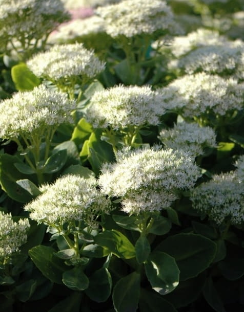 Encyklopedia roślin: Rozchodnik okazaly  Stardust  ma biale kwiaty