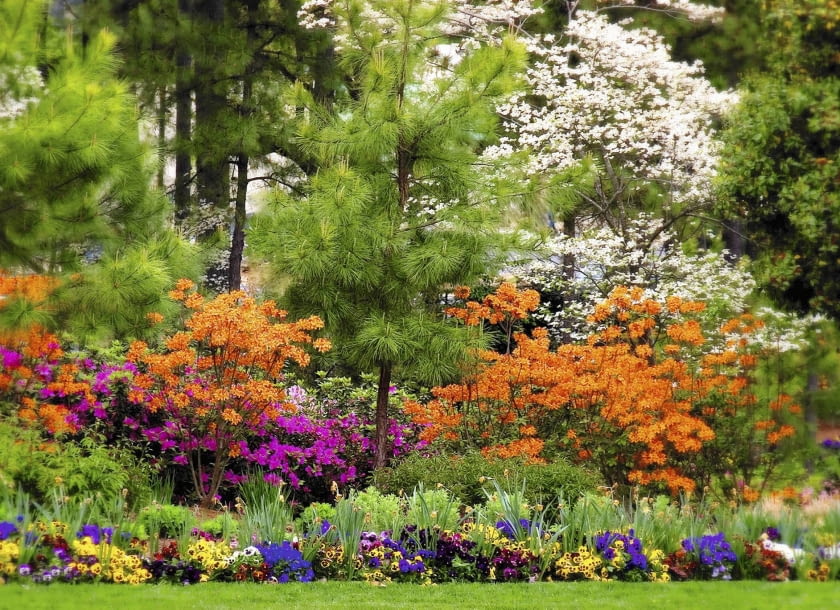 U podnóża wielobarwnego szpaleru z azalii i sosen posadzono rząd bratków U podnóża wielobarwnego szpaleru z azalii i sosen posadzono rząd bratków