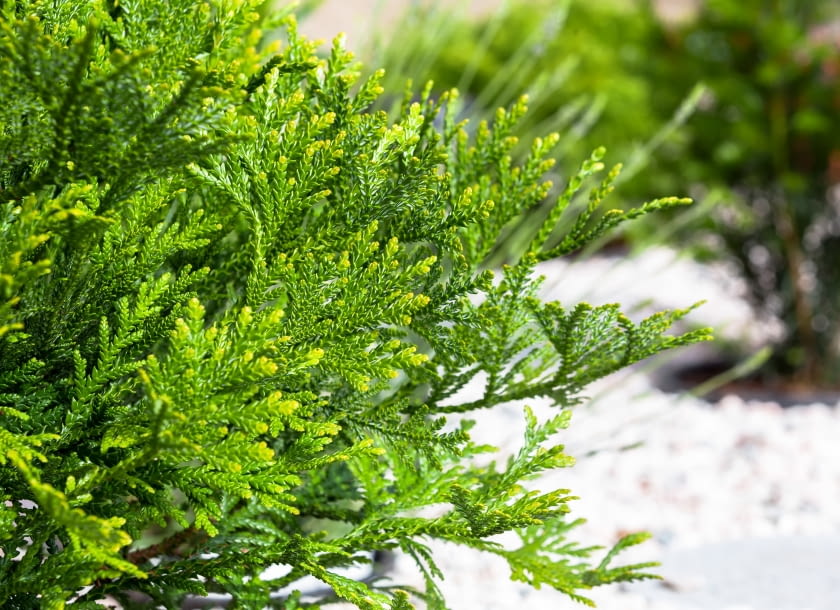 Żywotnikowiec japoński Żywotnikowiec japoński