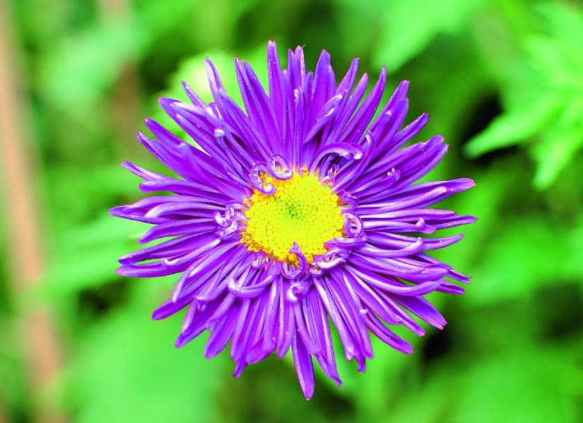 Odmiana półpełna 'STARLIGHT'