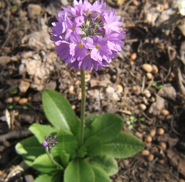 Encyklopedia roślin: Pierwiosnek zabkowany Primula denticulata