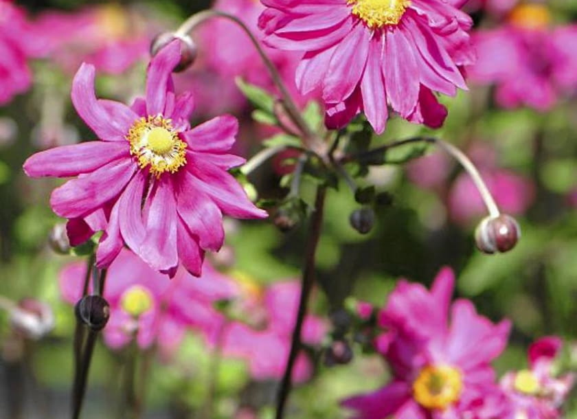 ZAWILEC JAPOŃSKI (ANEMONE HUPEHENSIS) 'PAMINA' dorasta do 90 cm wysokości. Kwitnie na ciemnoróżowo. Ma bardziej zwarty pokrój niż czysty gatunek. Jego kwiaty są płaskie i dość duże, płatki zaś wąskie i bardzo liczne. ZAWILEC JAPOŃSKI (ANEMONE HUPEHENSIS) 'PAMINA' dorasta do 90 cm wysokości. Kwitnie na ciemnoróżowo. Ma bardziej zwarty pokrój niż czysty gatunek. Jego kwiaty są płaskie i dość duże, płatki zaś wąskie i bardzo liczne.