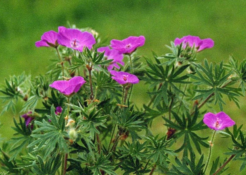 Encyklopedia roślin: Geranium sanguineum