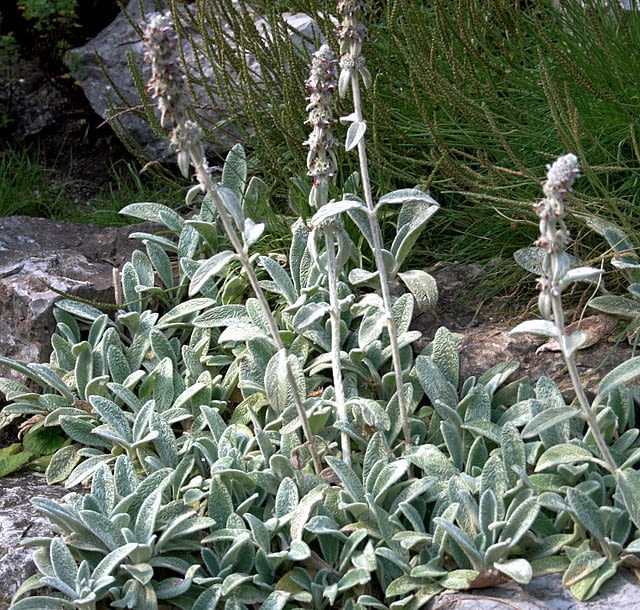Encyklopedia roślin: Stachys byzantina