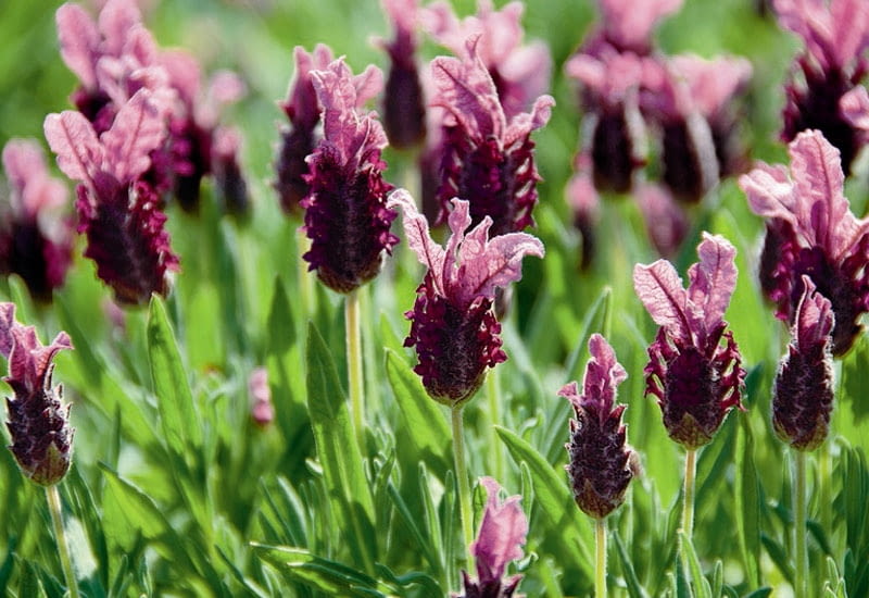 Encyklopedia roślin: Lawenda francuska Provencal Arles