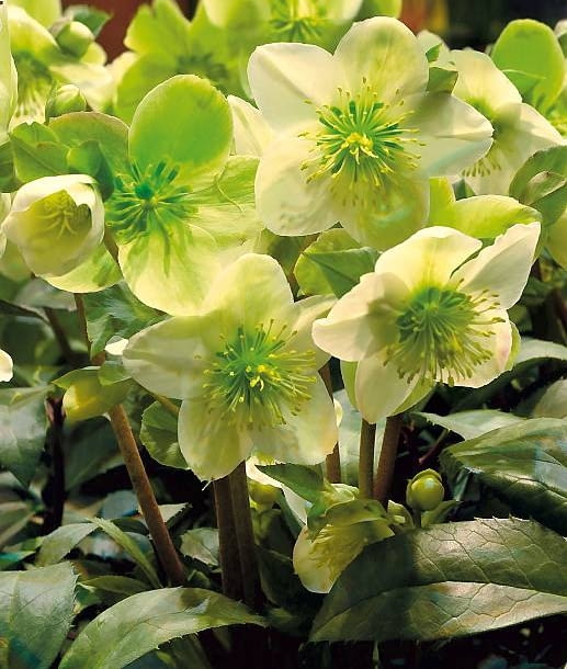 Ciemiernik 'Josef Lemper'