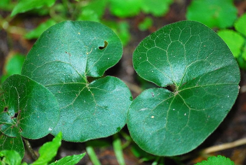 kopytnik Encyklopedia roślin: kopytnik