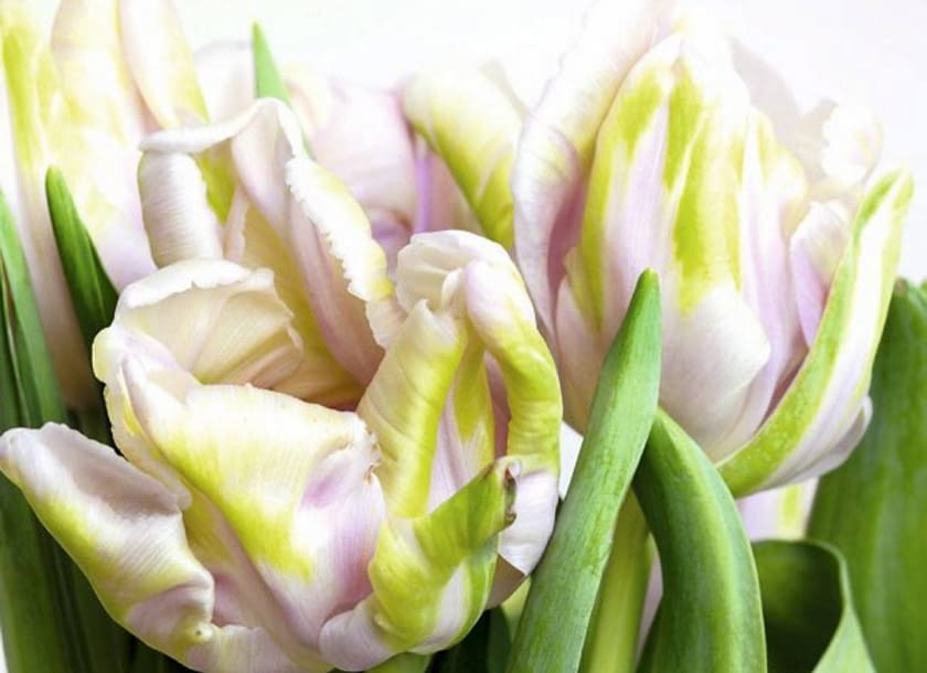 Tulipan papuzi 'WEBER'S PARROT'. Kwiaty cebulowe