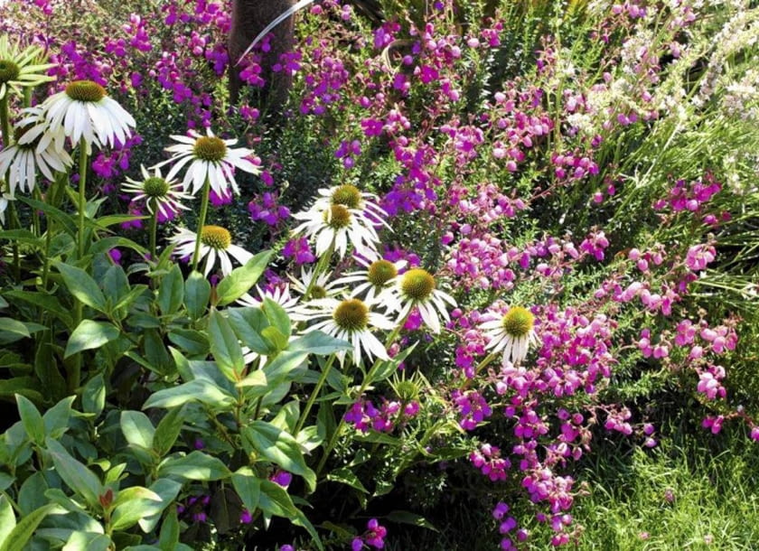 Small Garden; British Heather Growers Association SLOWA KLUCZOWE: jezowka