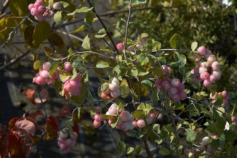 Encyklopedia roślin: Snieguliczka Doorenbosa  Symphoricarpos x doorenbo