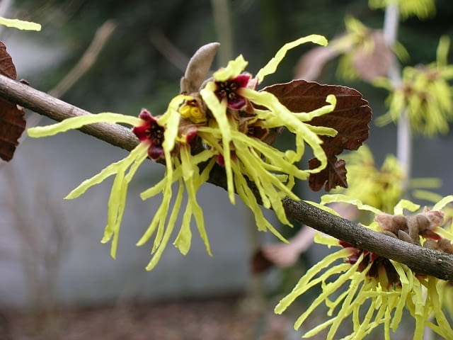 Encyklopedia roślin: Oczar posredni  Pallida   Krzewy ozdobne