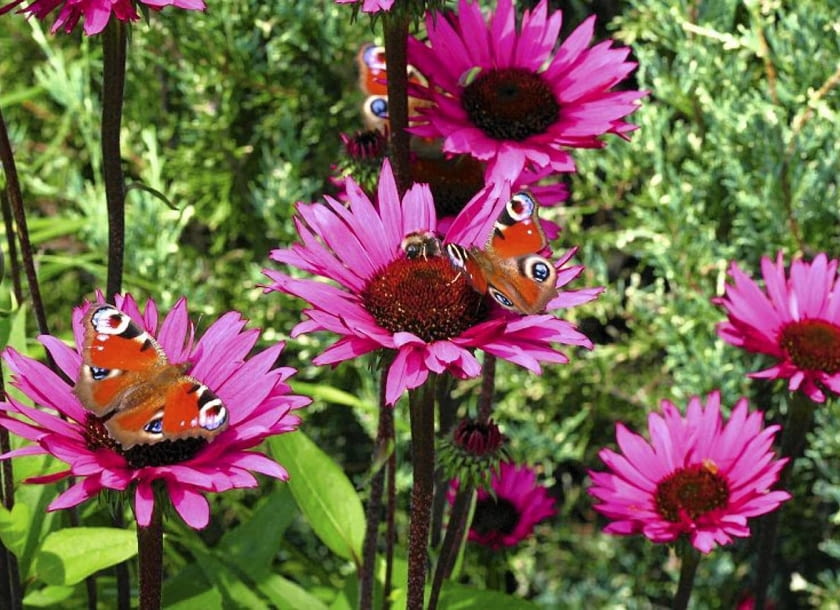 JEŻÓWKA PURPUROWA 'FATAL ATTRACTION', tak jak i inne odmiany o pojedynczych kwiatach, obfitością pyłku i nektaru przyciąga pszczoły oraz motyle. Echinacea purpurea 'Fatal attraction' SLOWA KLUCZOWE: jeżówki