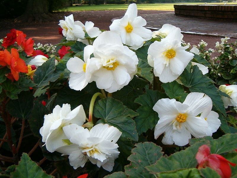 Encyklopedia roślin: Begonia bulwiasta  Begonia tuberhybrida