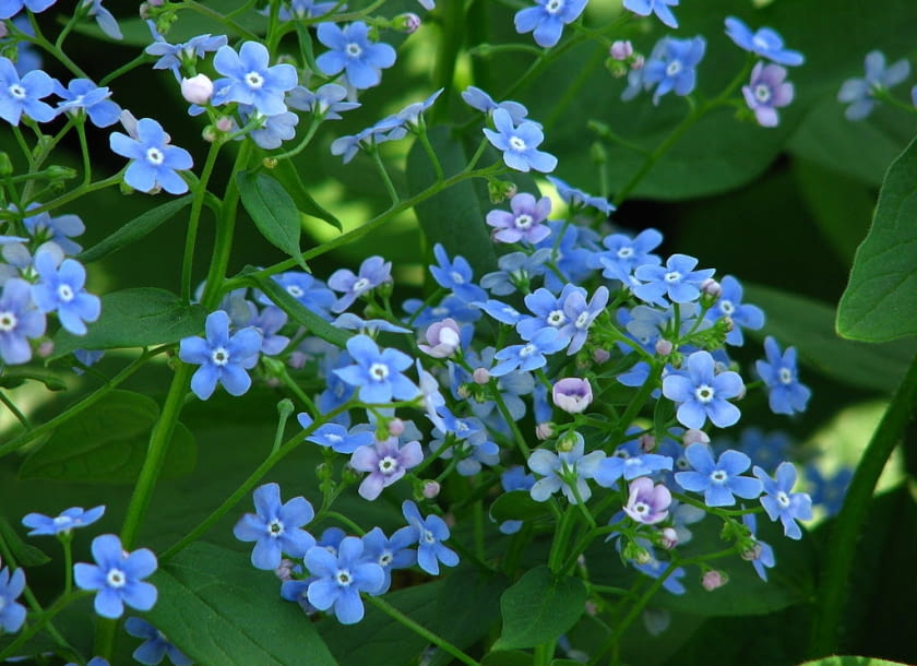 Encyklopedia roślin: Brunnera macrophhylla