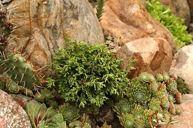 13.07.2003 SWIDNICA WOJEWODZTWO DOLNOSLASKIE OGROD PRYWATNY KOLEKCJONERA ROSLIN PANA ZDZISLAWA CHLEBICKIEGO ZDZISLAW CHLEBICKI OGRODEK SKALNY IGLAKI MINIATURKI ODMIANA KOLEKCJA CHAMAECYPARIS OBTUSA MARIESII CYPRYSIK TEPOLUSKOWY