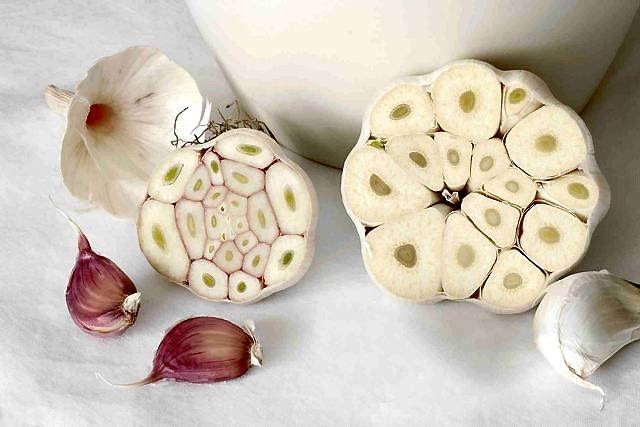 Po lewej typ niekwitnący, po prawej - kwitnący, z łodygą kwiatową w centrum główki