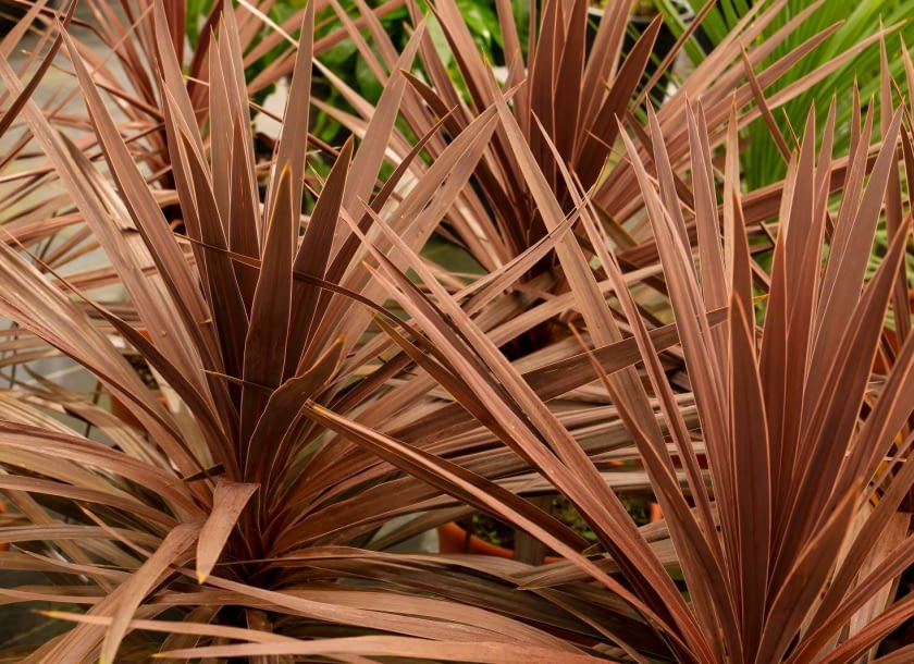 kordylina australijska kordylina australijska