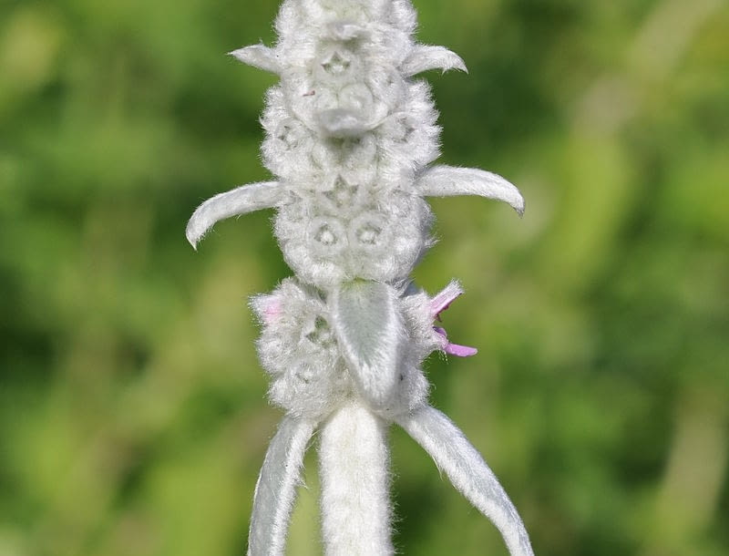 Encyklopedia roślin: Stachys byzantina